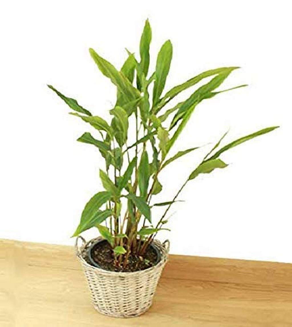 See full amazon price history chart for OhhSome Plants Live Green Cardamom/Choti Elaichi Plant OhhSome Plants Live Green Cardamom/Choti Elaichi Plant (B09N9DY1VV) Amazon Price History, Amazon Price Tracker