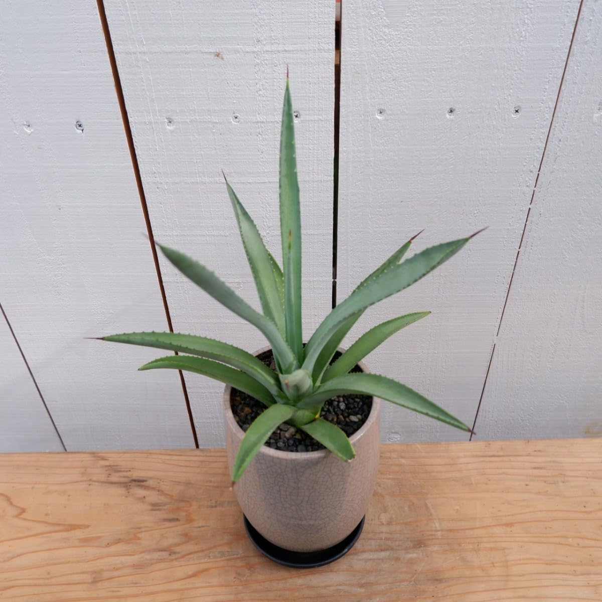 アガベ マクロアカンサ 鉢付き アガベ・マクロアカンサ | trigger