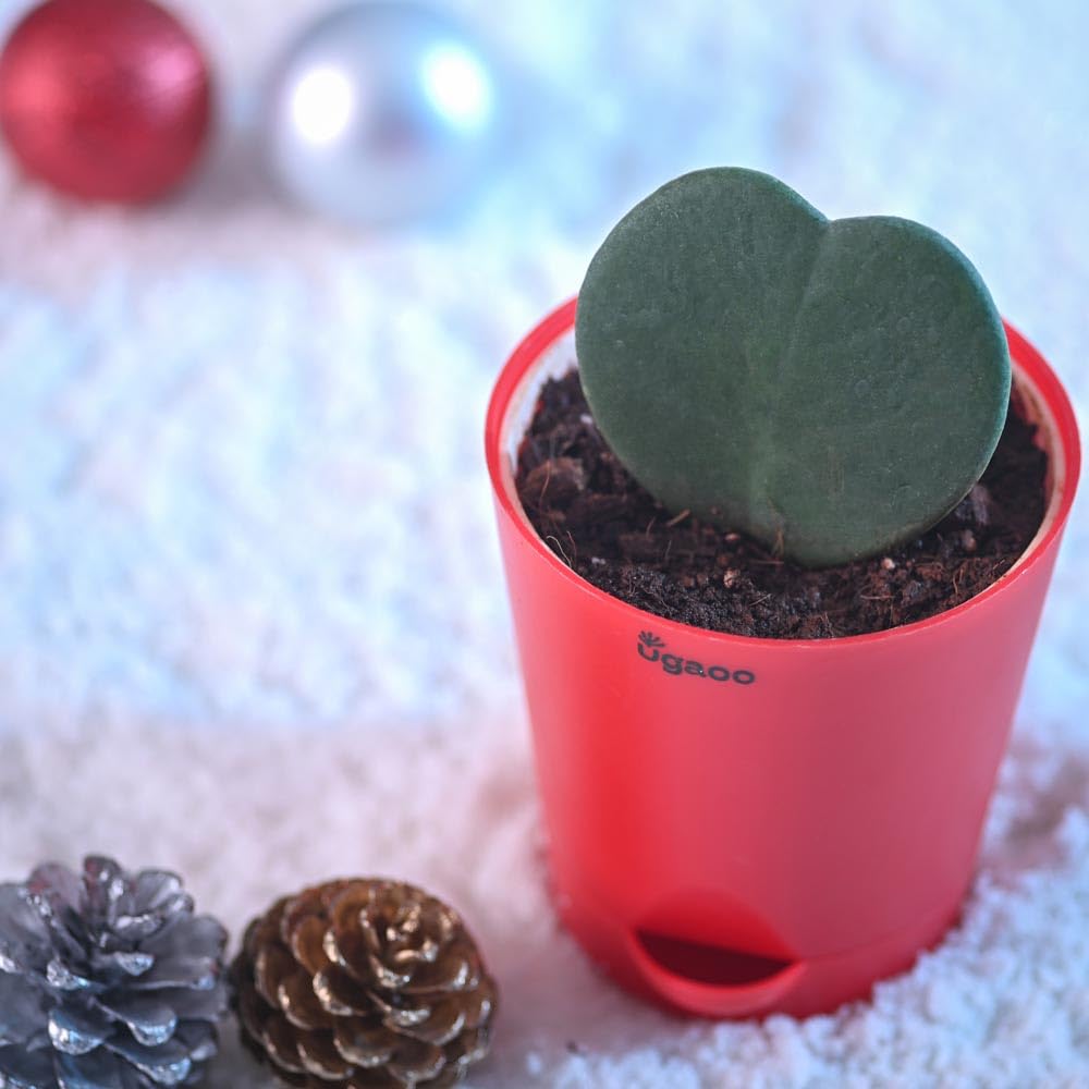 Heart Hoya Plant - Self Watering Succulent -3 Heart Hoya Plant - Self Watering Succulent -3