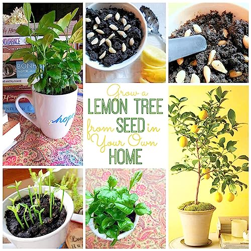 Image of Kagzi Nimbu Lemon Gardening Plant Seeds 20 Beej Outdoor Indoor Seeds GG143