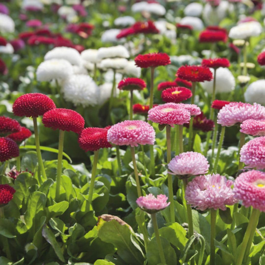 Bellis Perennis Pomponette Bicolour – 24 Plug Plants | Pink & White Pompon Daisies | Spring Flowering Bedding Plants for Borders, Pots & Containers | Hardy & Compact Plugs by Thompson and Morgan