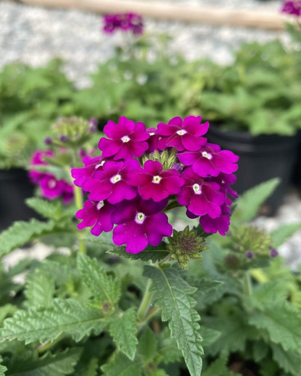 Perennial Farm Marketplace Verbena EnduraScape 'Purple' (Vervain) Perennial, Size-#1 Container, Bright Violet Flowers