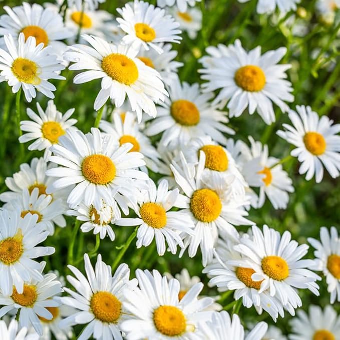 Prato Fiorito Con Specie Selvatiche Ideale X 20mq - Foto 2