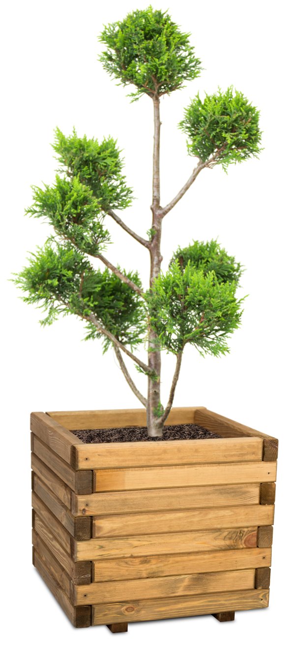Primrose Brown Medium Wooden Pine Raised Cube Planter Treated Pine & Responsibly Sourced 50Cm (19.7In)