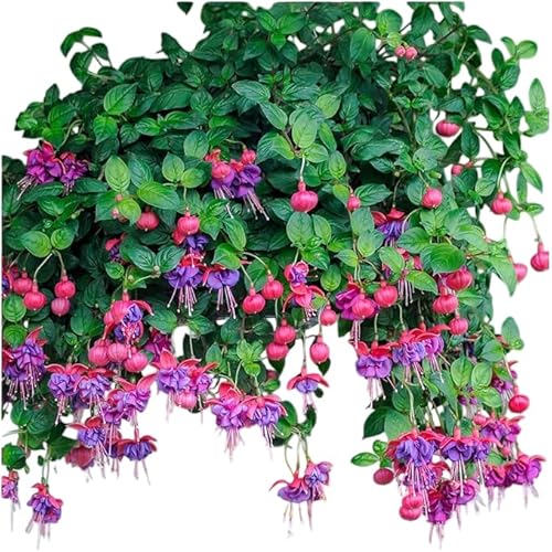 Dark Eyes Fuchsia Plants Live Hardy Fuchsias Double Flower