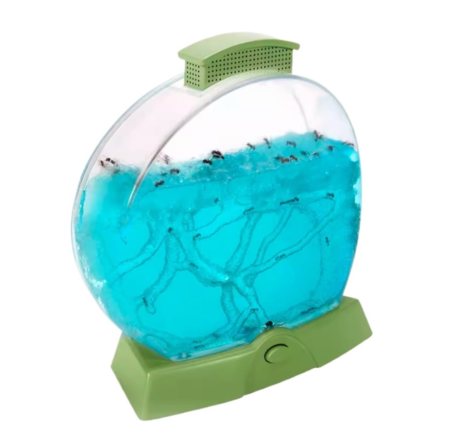 Ant Formicarium Farma Mrówek Jako Zestawy Edukacyjne I Do Obserwacji Badania Kolonii Tunelowanie Pracy Zespołowej Owady Gniazdo Mrowiska(Grün)