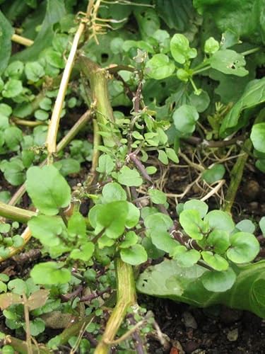 Brunnenkresse (Nasturtium officinale) Bio - ca. 2000 Samen