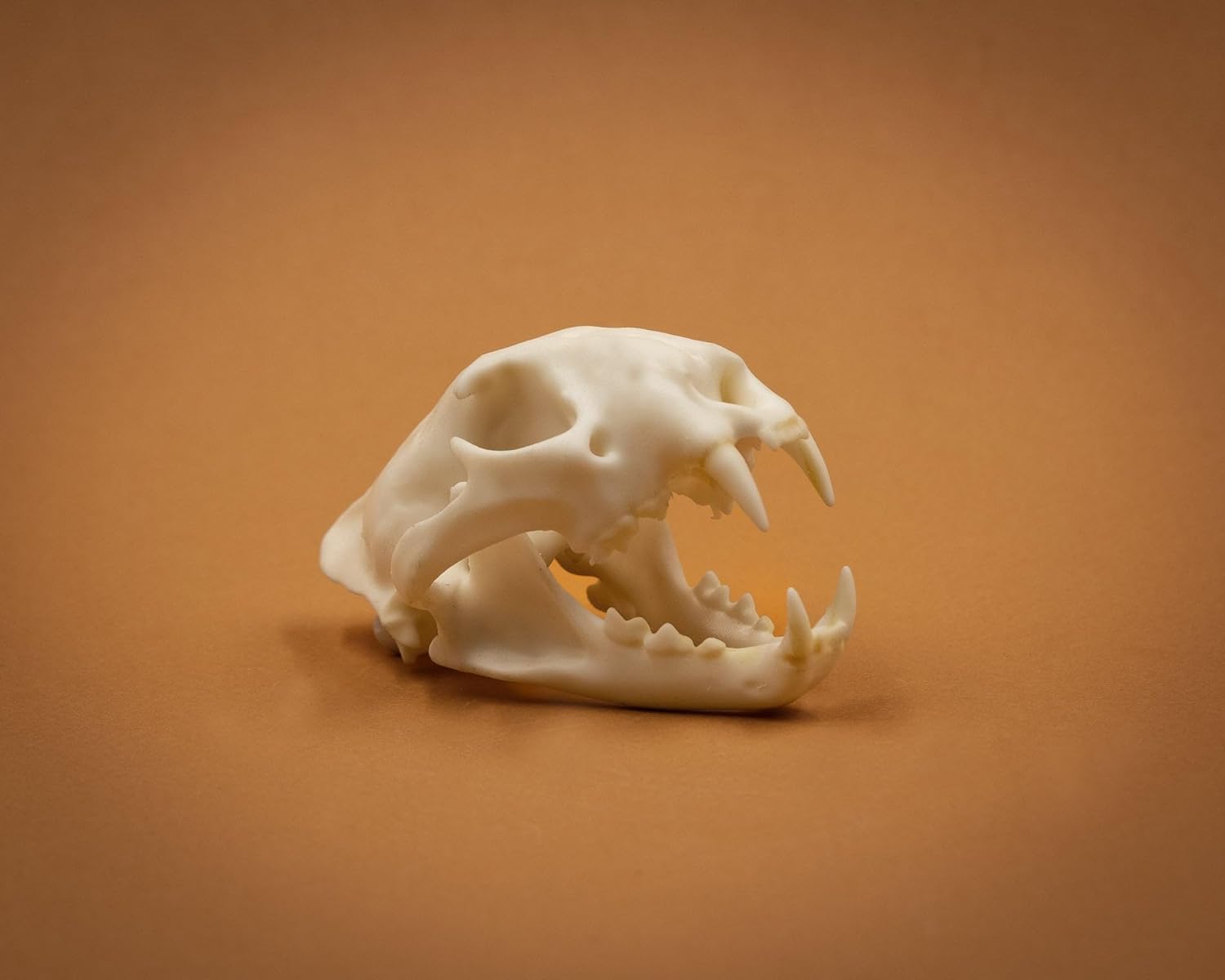 Skulls Unlimited International Skullies - Miniature Leopard Skull
