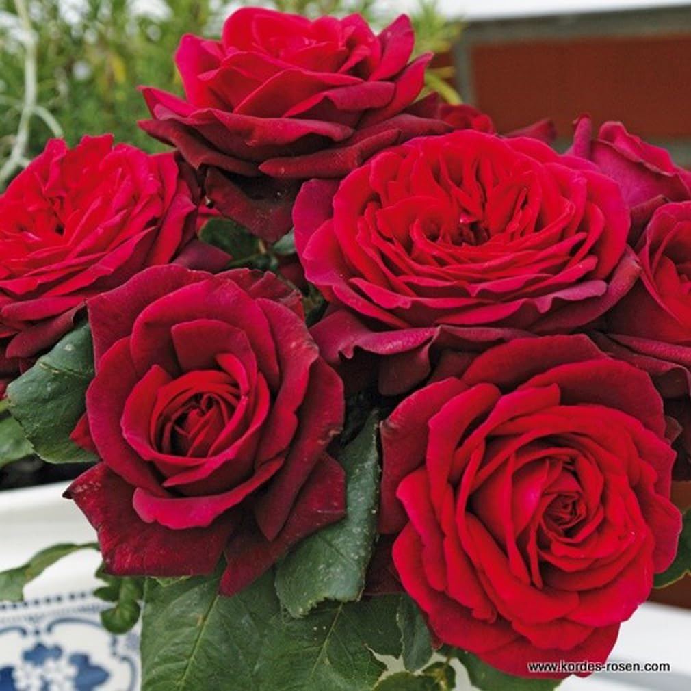 Rosa 'Comtesse Diana' Rosier pot 25-30 cm rouge violet lumineux