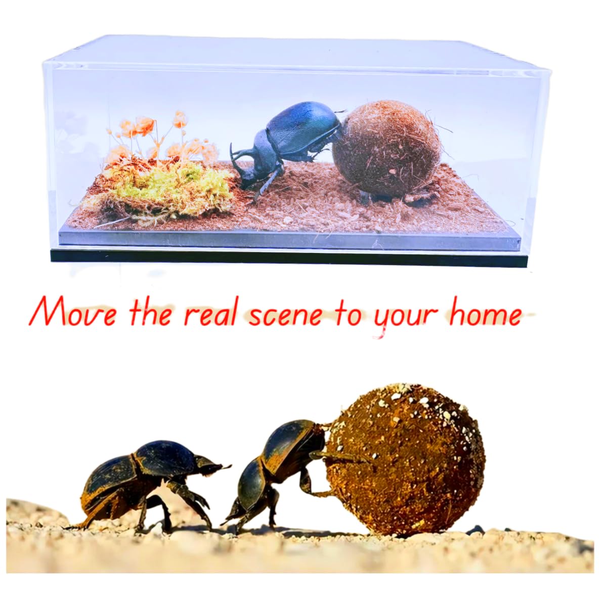 Real Dung Beetle Living Scene, Insect Living Scene Box, Real Transparent Display Box of Dried Moss Insects,Suitable for Science Education, Decoration, and Collection