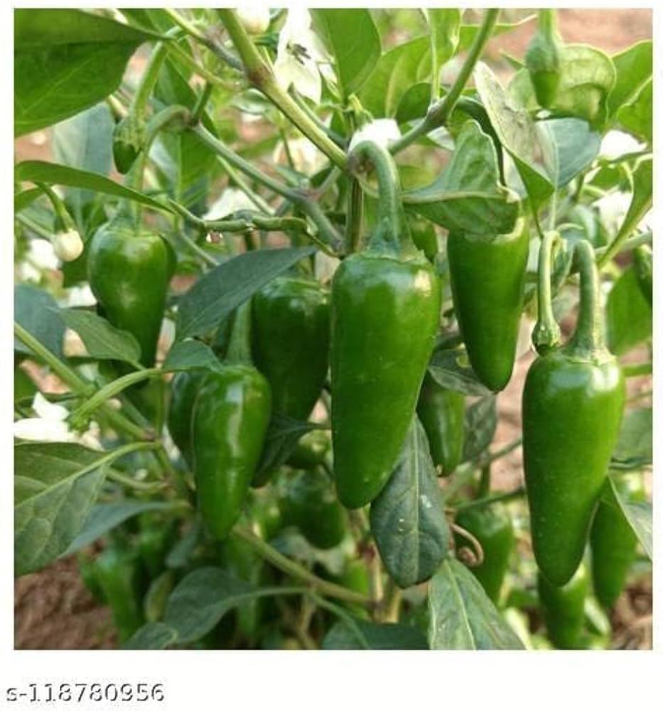 generic Desi Teekha Mirchi/Chilli seeds for Planting 100% Organic Seeds | 55 seeds per pack-picture-19