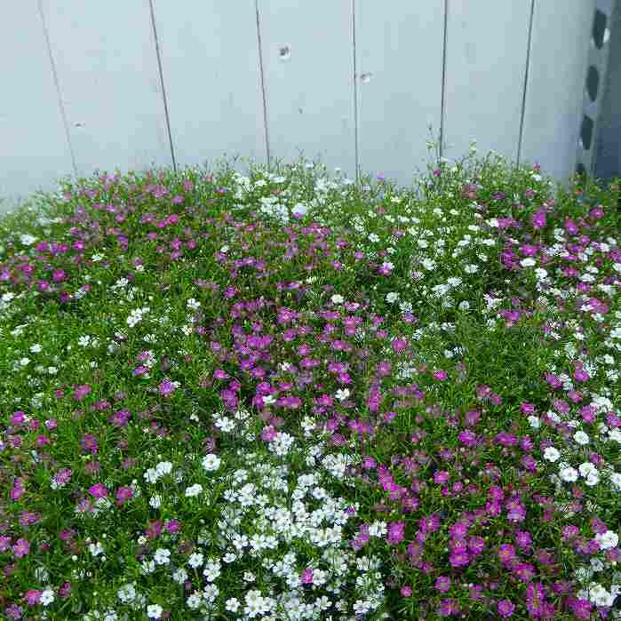 【かすみ草】 Amazon.co.jp: カスミソウ 苗 2色寄せ植え ピンクと白花 3.5号