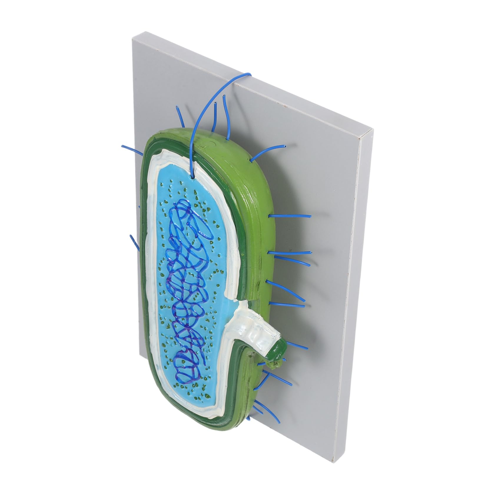 Zellkernmodell für Biologieunterricht Detaillierte Zellstruktur mit Organellen Robustes Anatomisches Lehrmodell für Schüler und Wissenschaftsklassenräume
