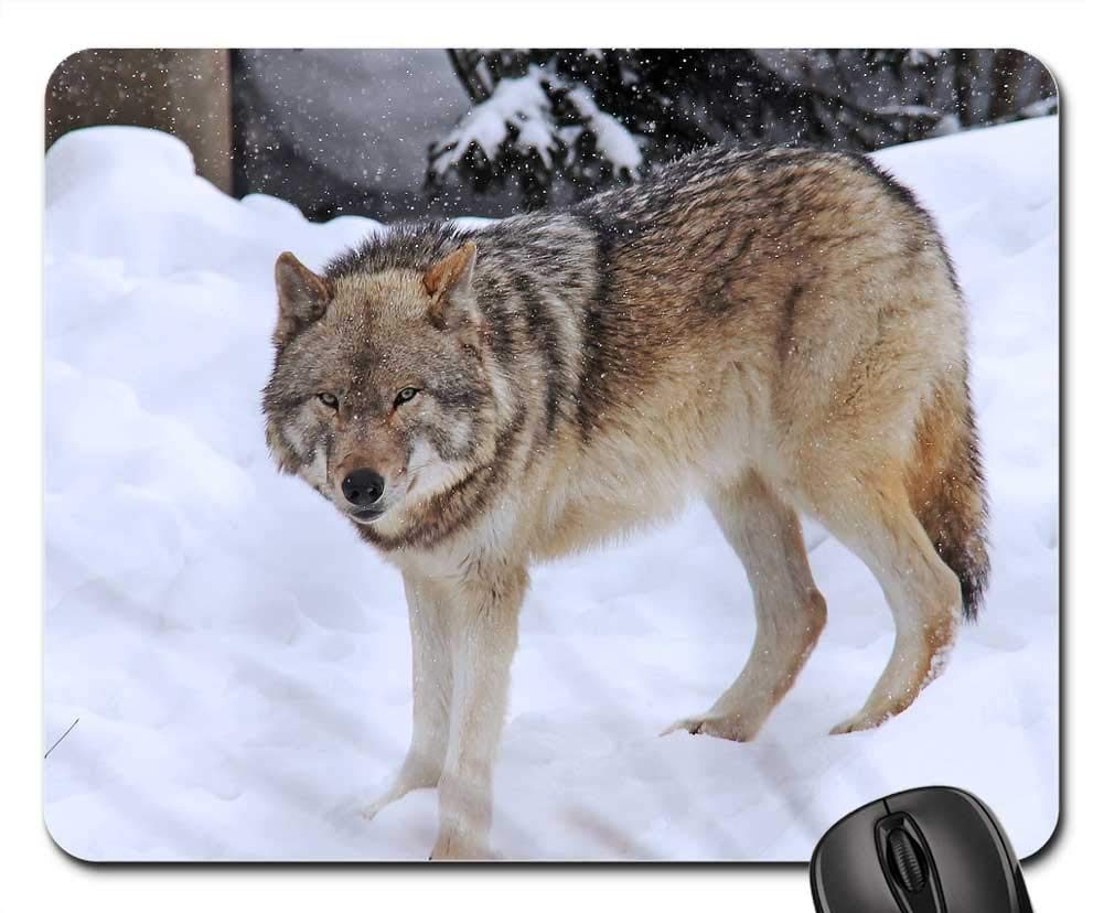 Mouse Pad - Arctic Wolf Wolf Fear Grey Winter Cold Snow