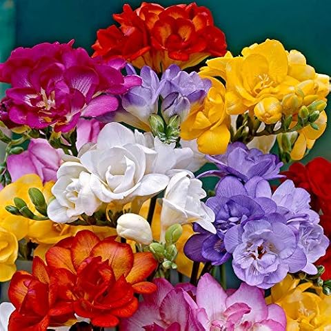 Double Flowering Freesia Mixed Bulbs - 30 Pack Cover