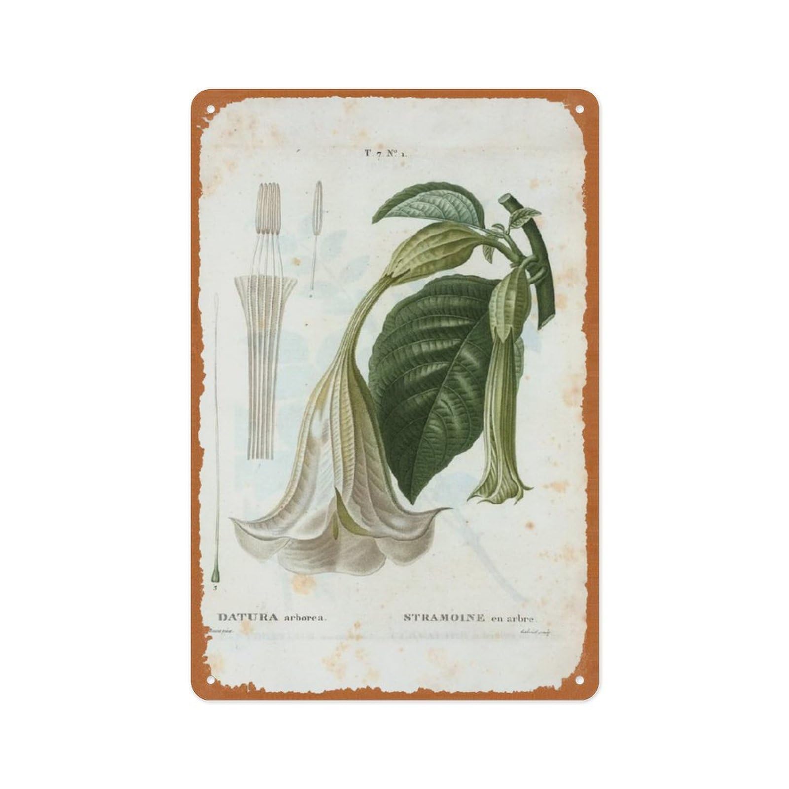 peiyeety Datura Arborea Poster Plant Retro Metal Tin Sign Plaque, Outdoor Metal Signs For Outside Wall, Porch, Patio Decor 8x12 Inch