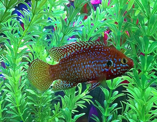 2-Pack Turquoise Jewel Cichlid, 2 Inch, Live Freshwater Fish