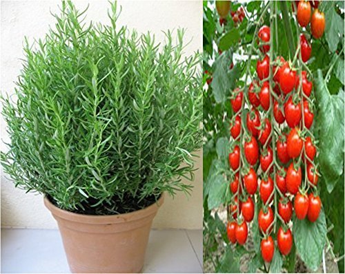 Rosemary and Cherry Tomato Seeds Combo by Seedscare India (B01FAMMLL8) Amazon Price History, Amazon Price Tracker