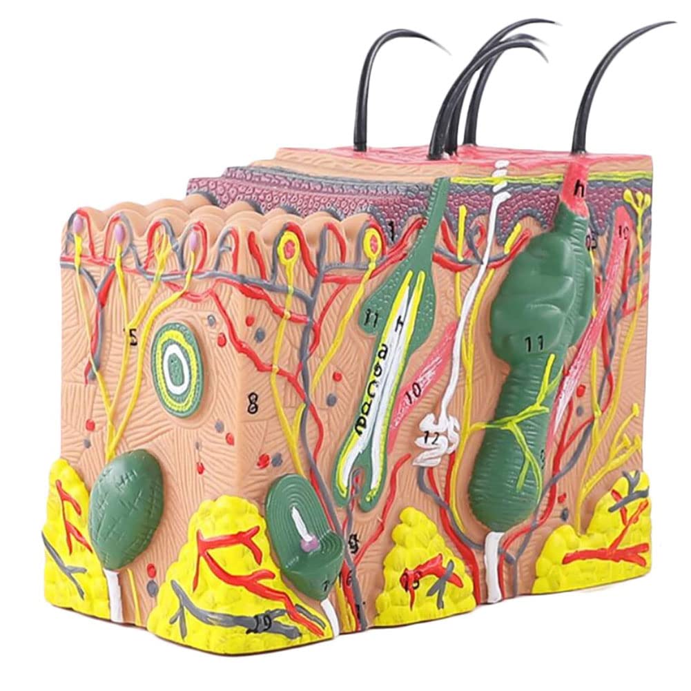 BEAGHTY Human Skin Anatomy Model, 35/50/70 Times Human Big Anatomical