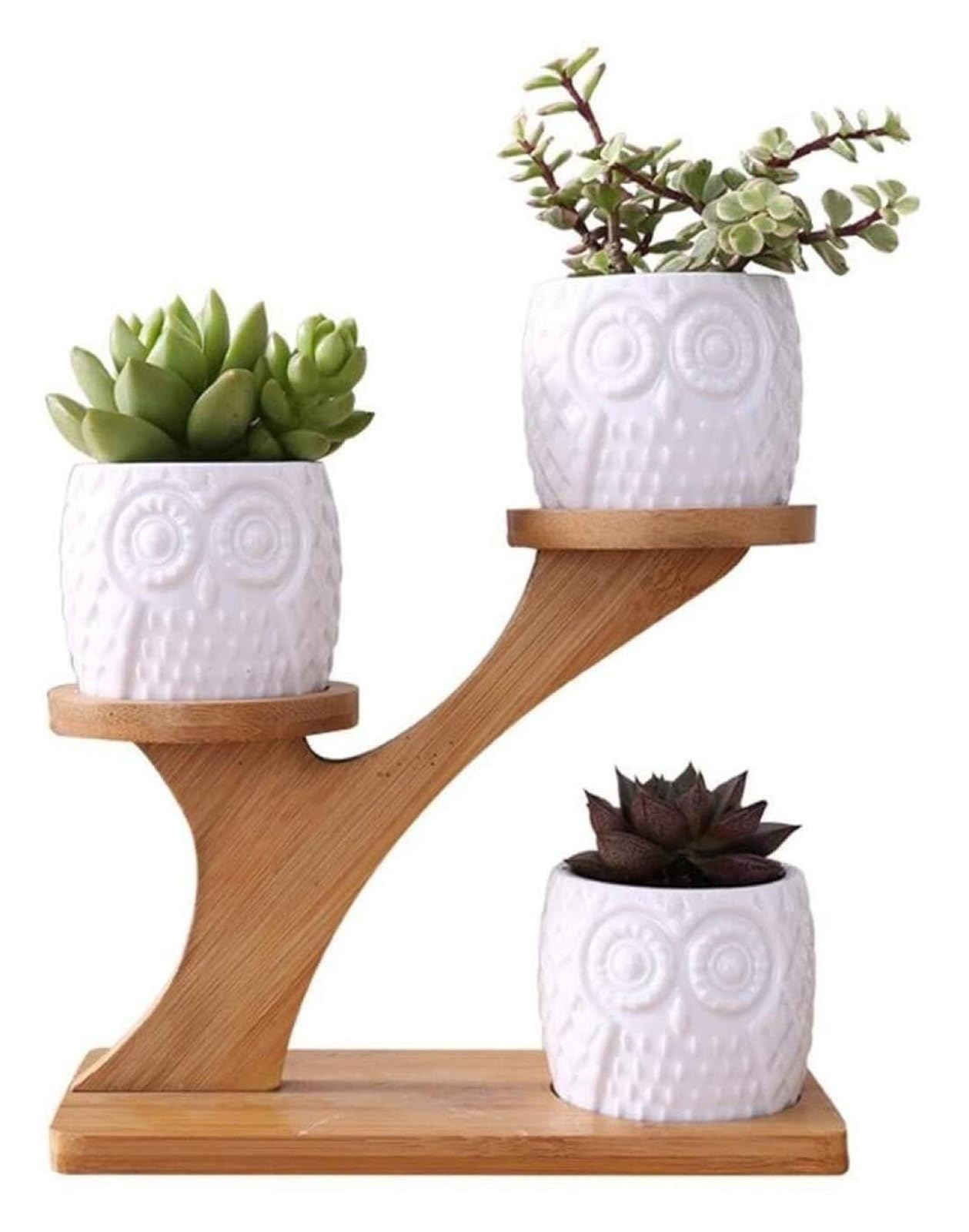 Plantes succulentes bien rangées grâce au support de pot Yofab créatif