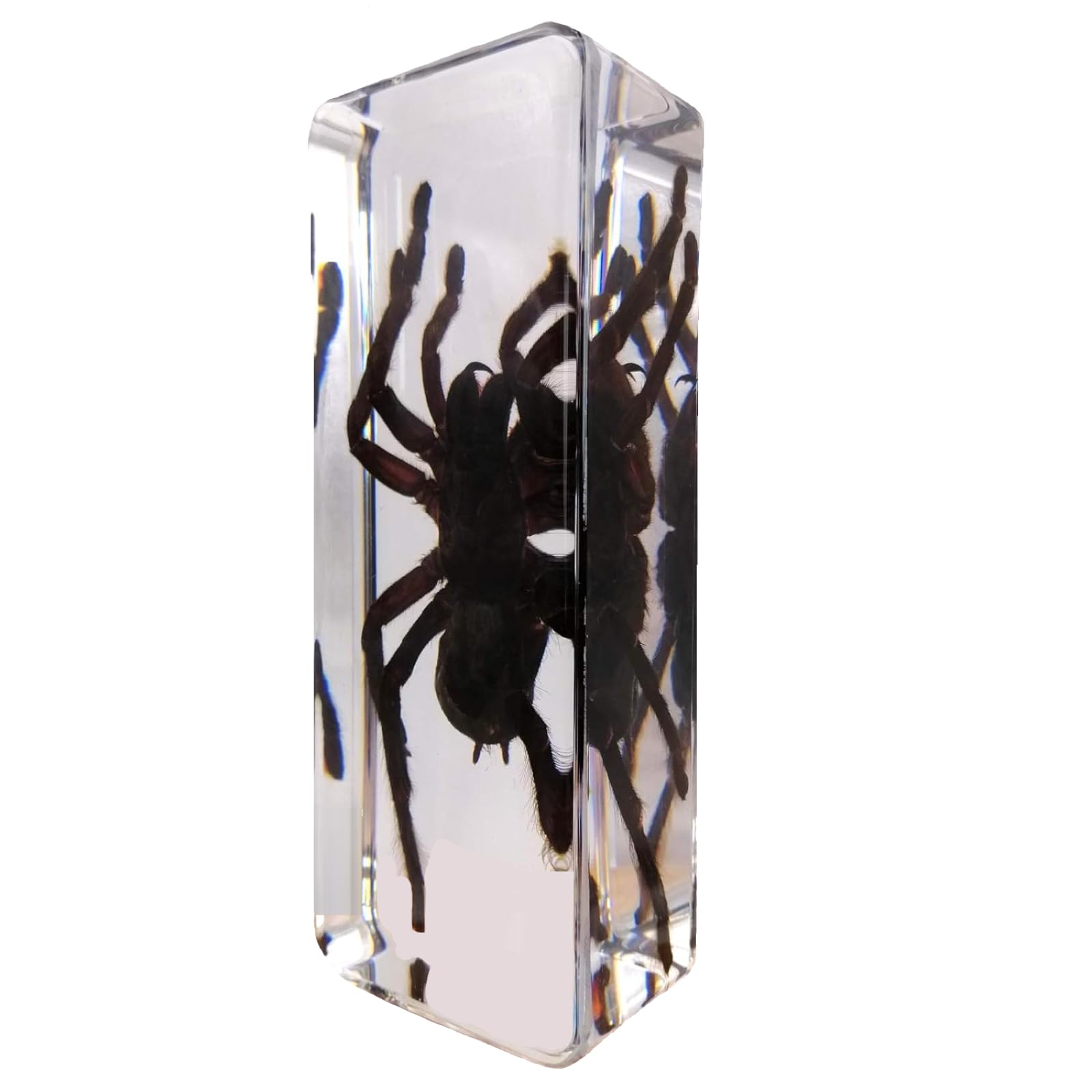 DRXRD Specimen in Resin, Transparent Bug Taxidermy, Amber Insect Decor, for Science Classroom Science Education, Collection and Paperweights Spider