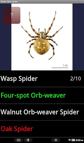 Aranha espécie Trivia Quiz