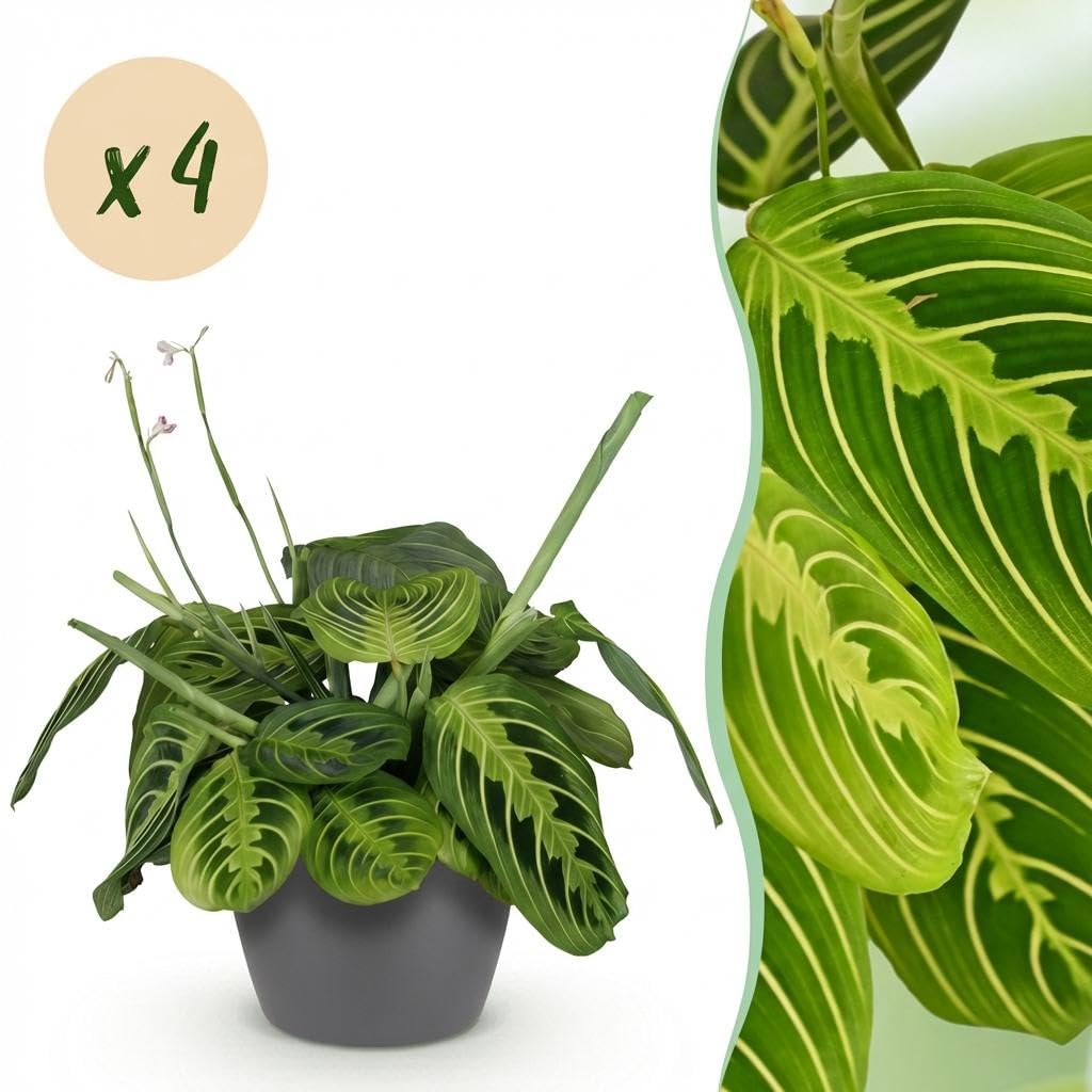 Maranta Fascinator Lemon Lime, zestaw 4 roślin pokojowych z szarą doniczką, Ø 12 cm, wysokość ok. 25 cm, zielona roślina modlitewna, przyjazna dla zwierząt domowych, łatwa w pielęgnacji