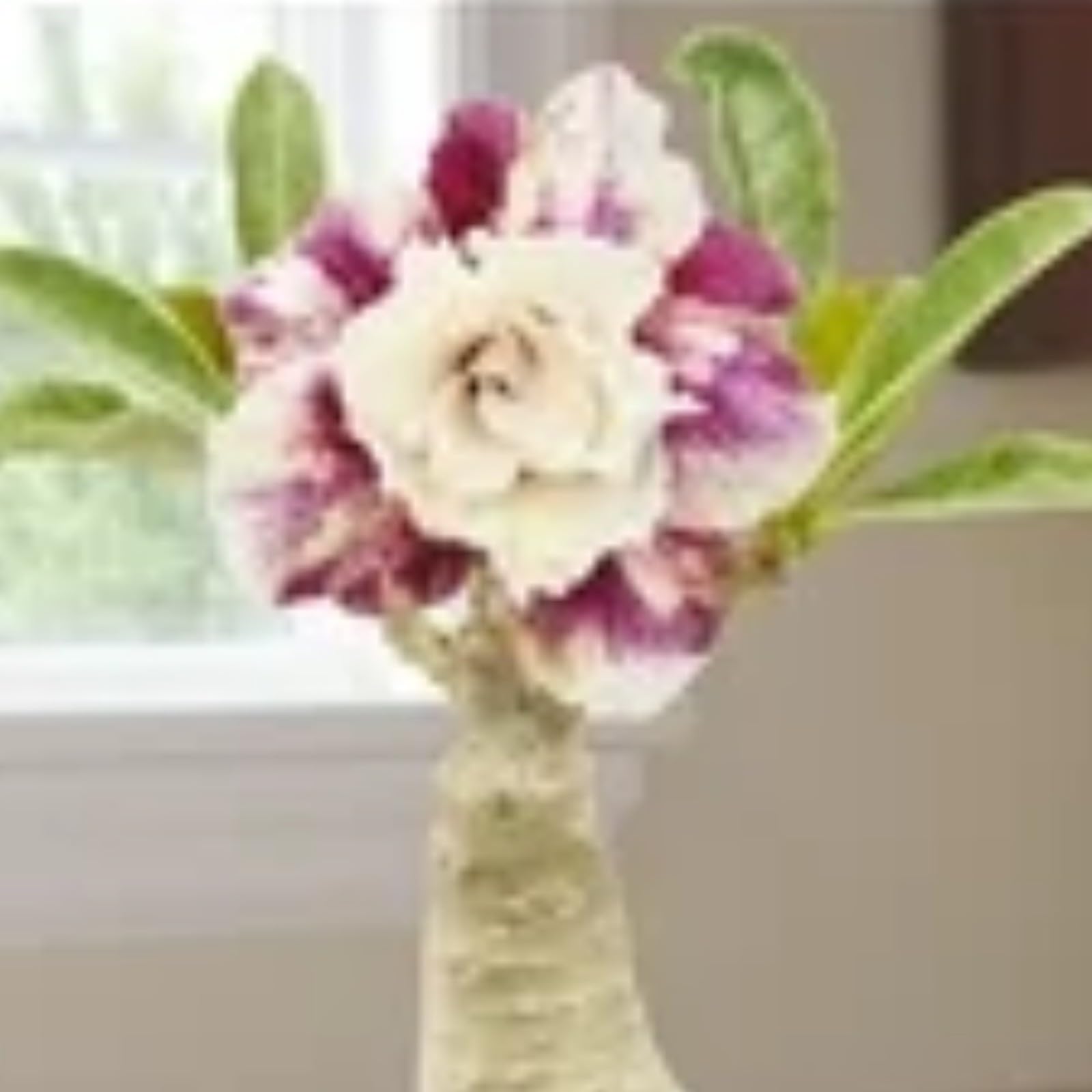 Desert Rose Bulbs for Planting Now UK Ornamental Perennial Natural Organic Unique Good for Containers Cold-Resistant Easy Plant Greening Flower Excellent Display-1bulb-O โ image 1