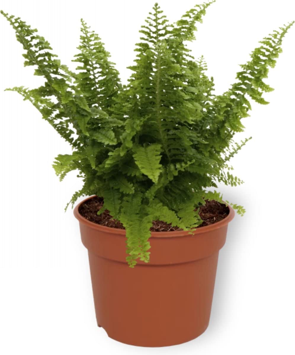 DECOALIVE Set De 4 Plantas De Interior Naturales: Helecho, Lengua De Suegra, Café Y Esparraguera – Maceta De 12 Cm, Fáciles De Cuidar