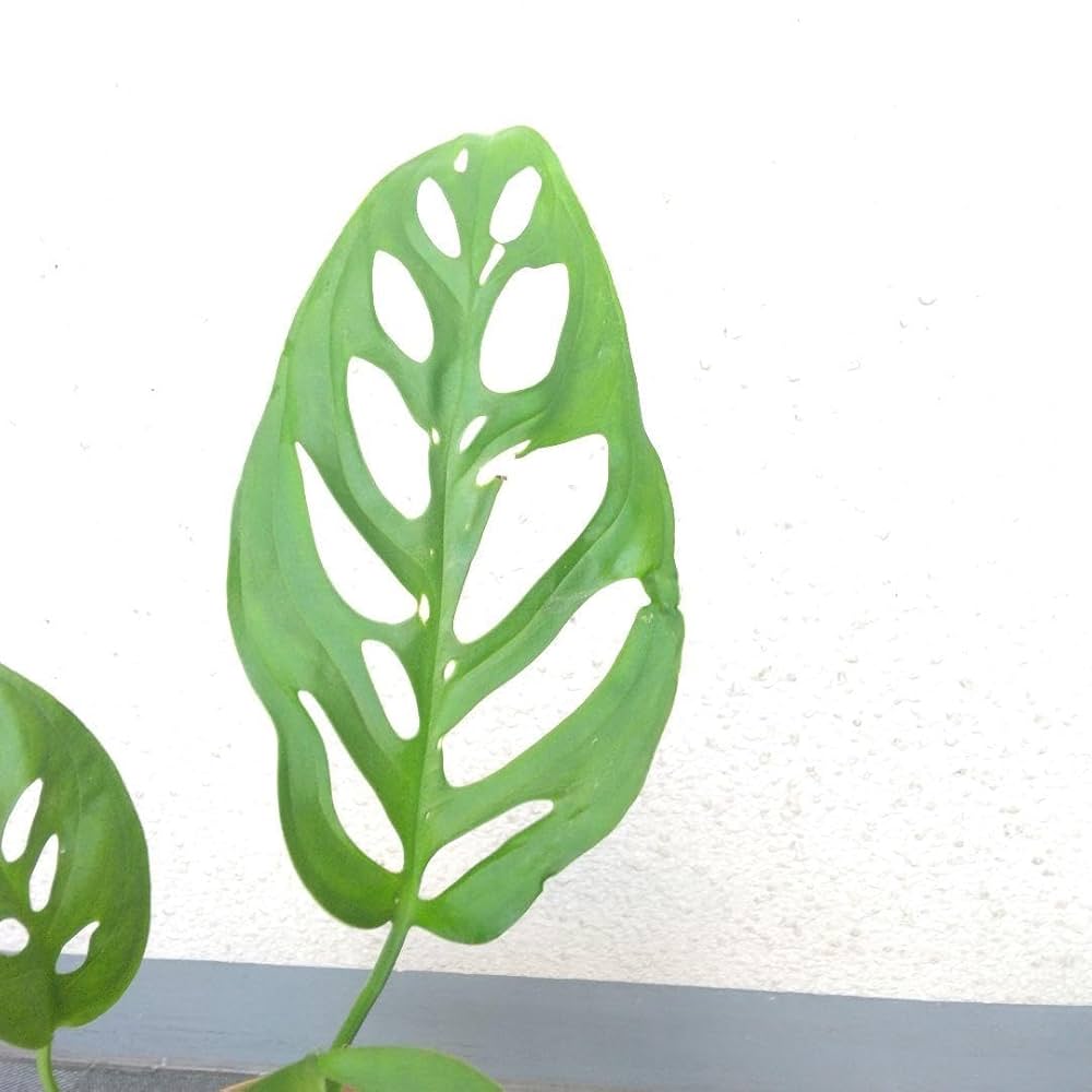 超希少❗️モンステラ　エスケレート✨ 楽天市場】限定8鉢！『モンステラ エスケレート』Monstera