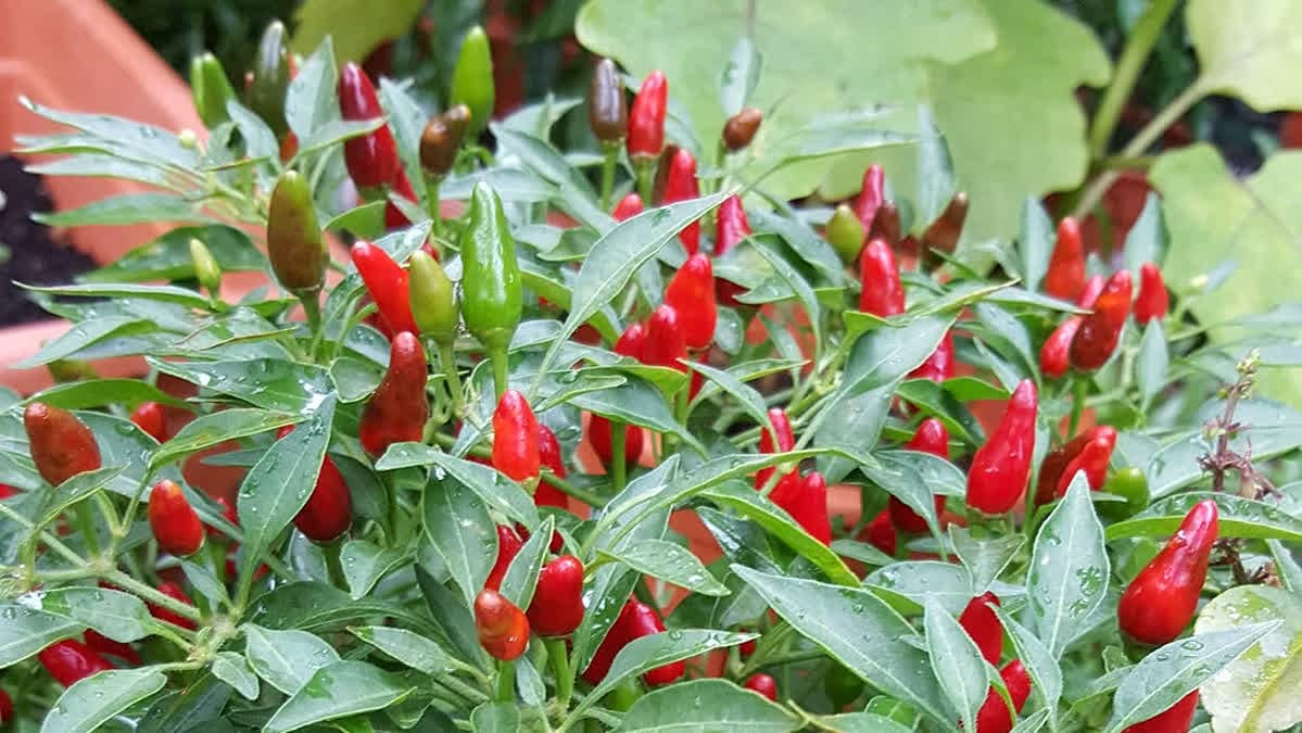 Golden Hills Farm African Bird Eye Chilli Hot Thai Pepper or Kanthari Mulaku 50 seeds (B093FVGJ5F) Amazon Price History, Amazon Price Tracker