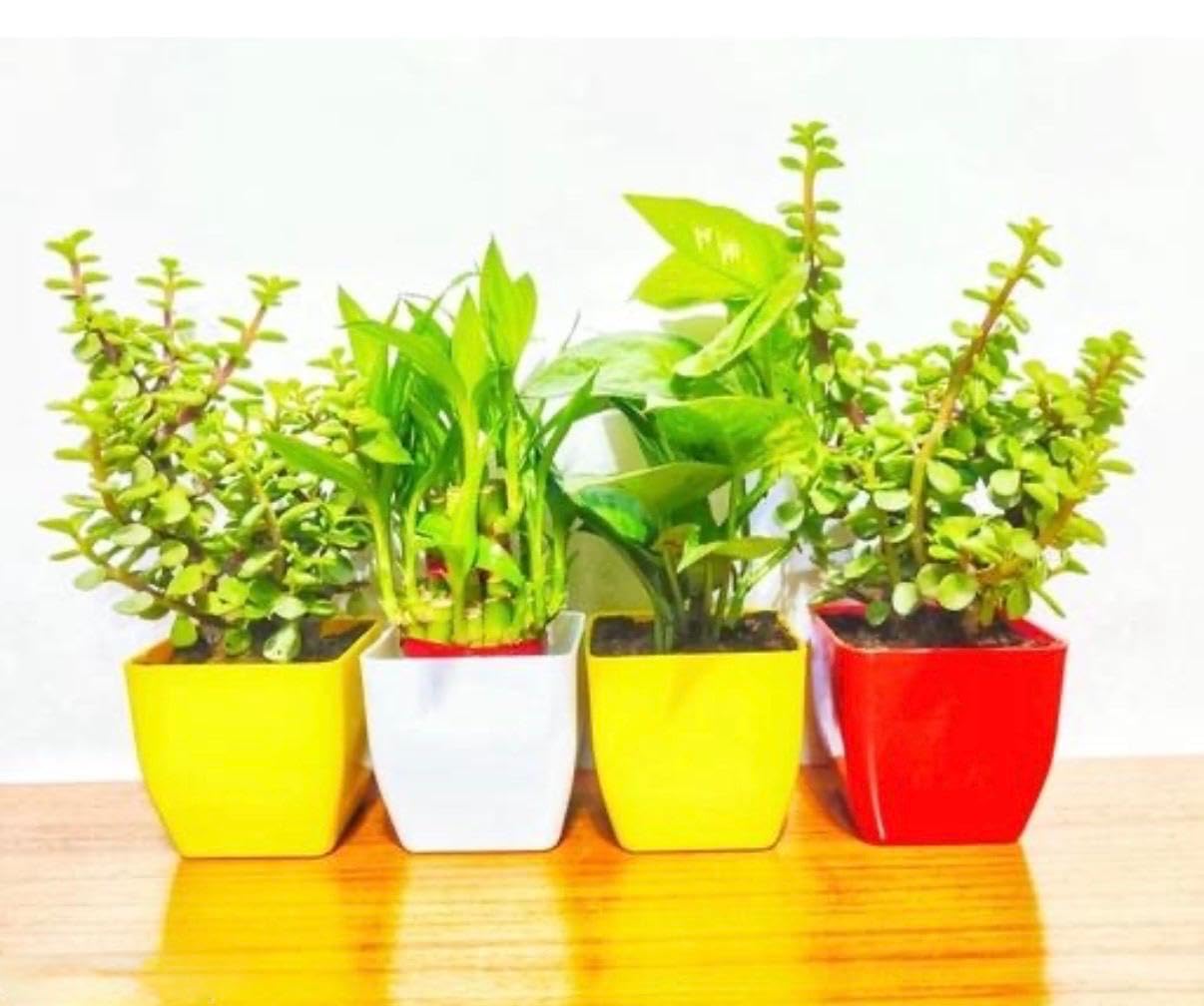4 Lucky Plants - Jade, Bamboo & Money Plant Combo -4