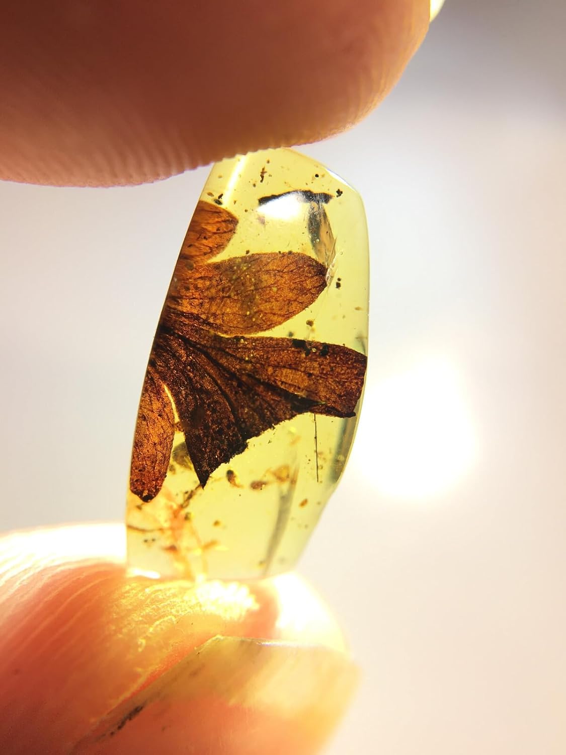 Burmese burmite Cretaceous Beautiful Leaf Plant Fossil Amber Myanmar