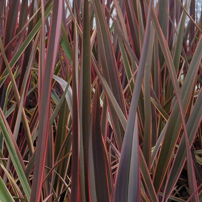 Plant Theory Maori Queen New Zealand Flax Phormium Shrub Plant 3L Pot