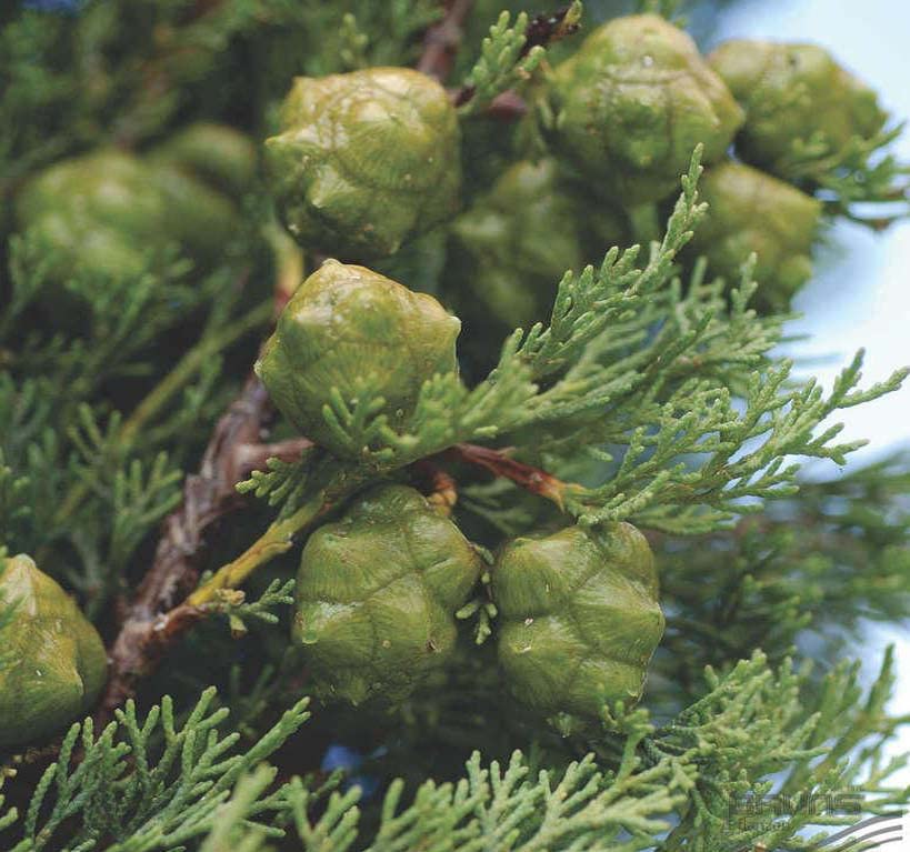 Cupressus sempervirens (Italian Cypress) : - the