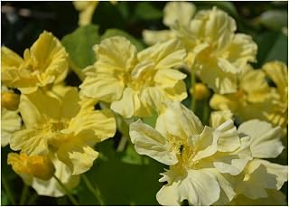 PREMIER SEEDS DIRECT - Nasturtium - TROPAEOLUM - WHIRLYBIRD Cream - 25 Finest Seeds