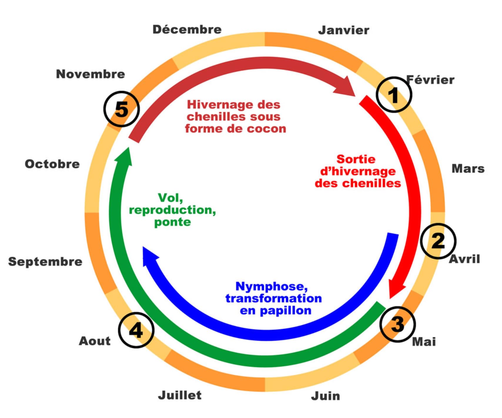SOLUPHERO - 6 Phéromones Longues durées pour la pyrale du buis - 6 x 200 Jours