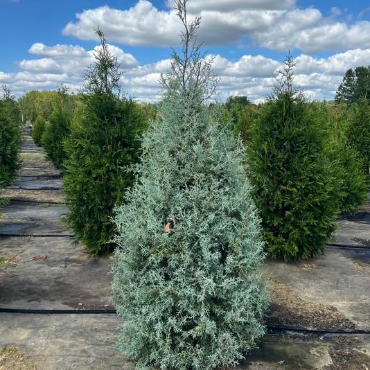 Carolina Sapphire Arizona Cypress Tree - 6-12" Tall Live Plant - Quart Pot - Blue Cypress Evergreen Seedling - Cupressus arizonica VAR. glabra