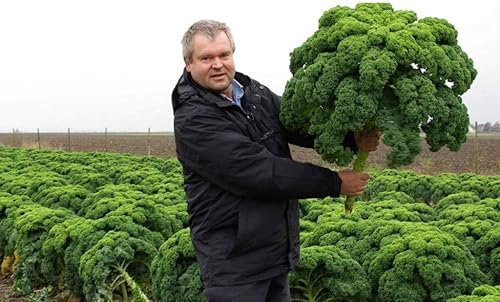 Semillas de col rizada Tipo arbusto de hoja vegetal de col verde para plantar semillas gigantes sin OMG 200