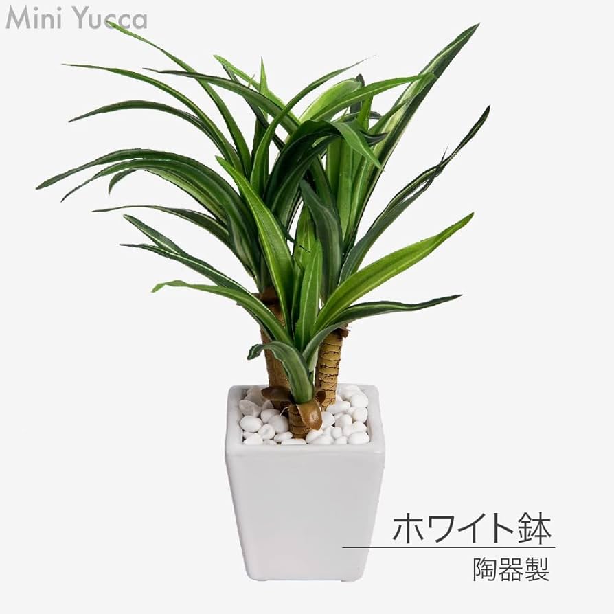 Amazon|フェイクグリーン ミニユッカ鉢植 白鉢 24cm 陶器鉢 観葉植物 Amazon|フェイクグリーン ミニユッカ鉢植 白鉢 24cm 陶器鉢 観葉植物
