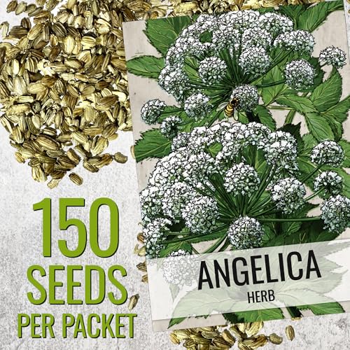 Seed Needs Angelica Seeds for Planting Angelica archangelica - Non-GMO Heirloom & Untreated Medicinal Herbs to Grow an Indoor or Outdoor Home Grown Garden (1 Pack) - Image 2