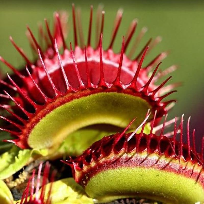 Pack 6 Mix Venus Flytraps Plants Live, Starter Plants Fly Trap Dionaea Muscipula for Growing