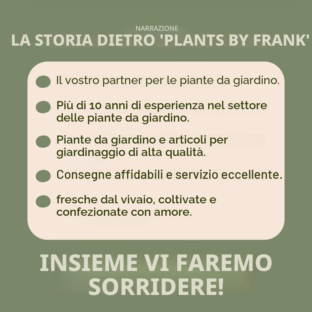 Plants by Frank | 3 piante di mirtillo | piante di mirtillo | Piante da frutto biologiche al 100% | mirtilli | piante da giardino resistenti all'inverno