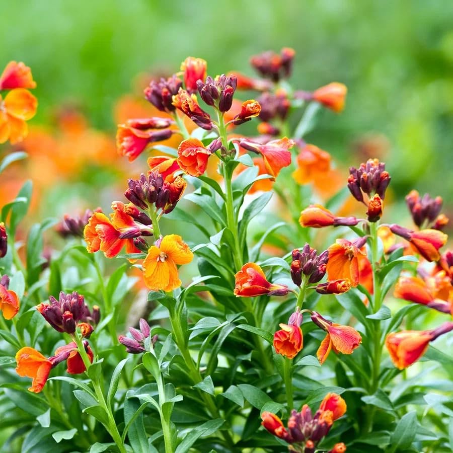 Carbeth Plants Erysimum WallFlower Tall Fire King 6 Pack (3)