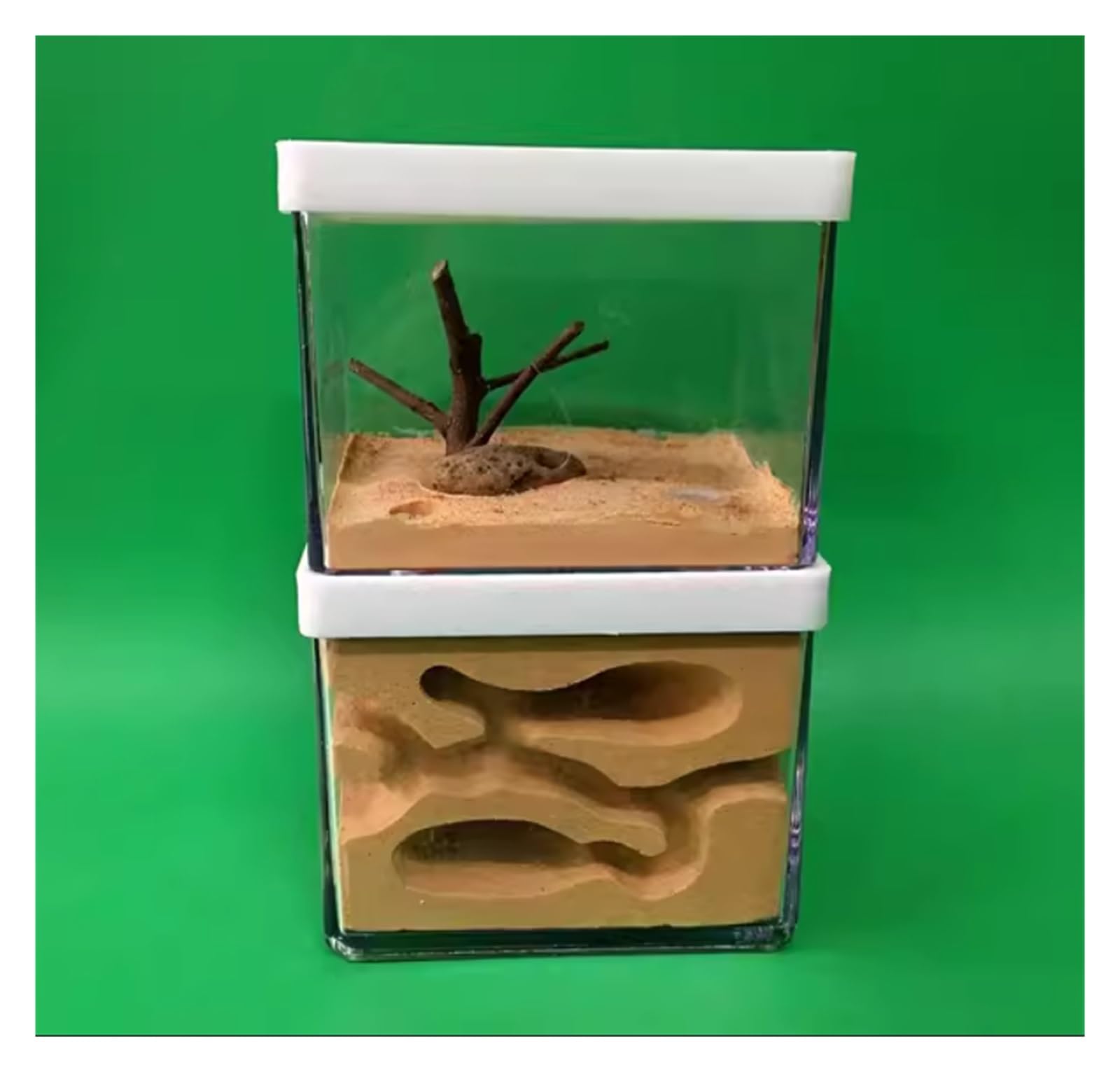 Apprentissage des sciences avec le formicarium de gypse pour enfant