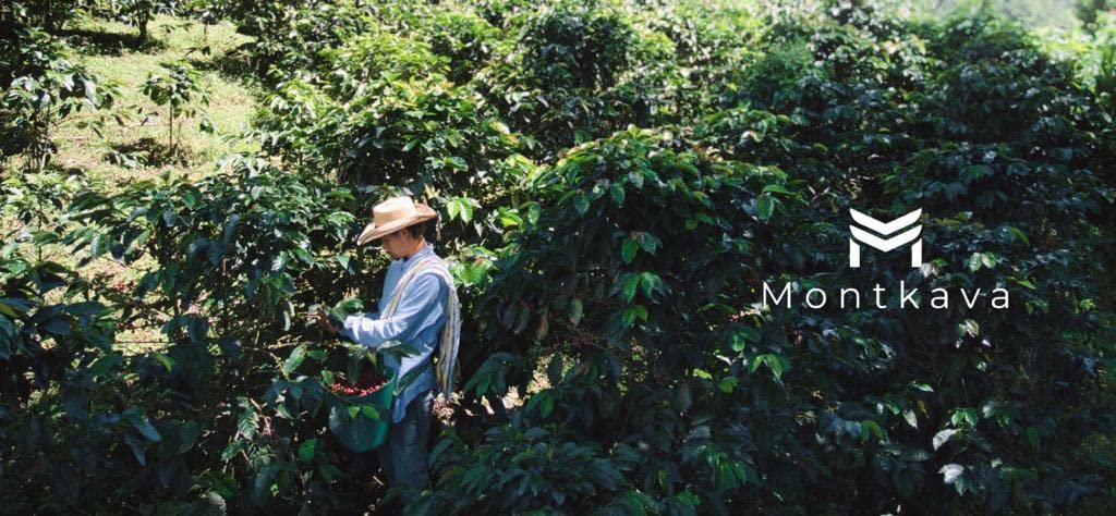 Montkava Gold Label Colombian Whole Beans Specialty Coffee (Medium Roast Colombian Whole Beans Specialty) (Medium Roast Colombian)