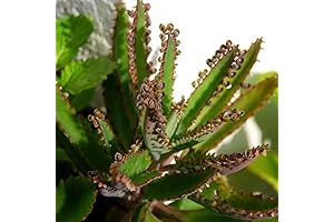 Dark Blue Kalanchoe Seeds to Grow, Set 25 Rare Succulent Seeds for...