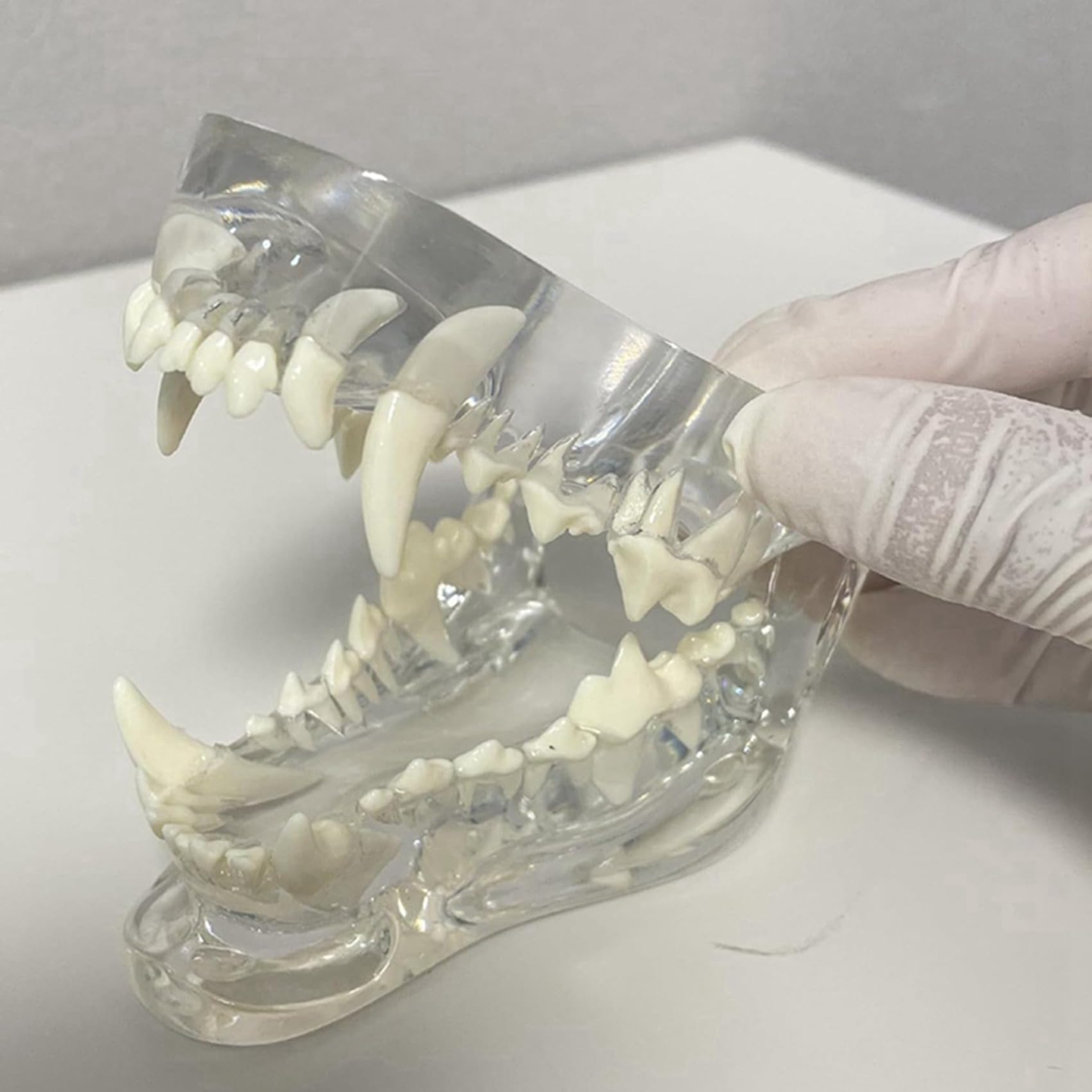 2X Denti Canini Trasparenti Modello Anatomico Animali Dentali Mascella Dentale per Strumento Educativo Veterinario (Cane)