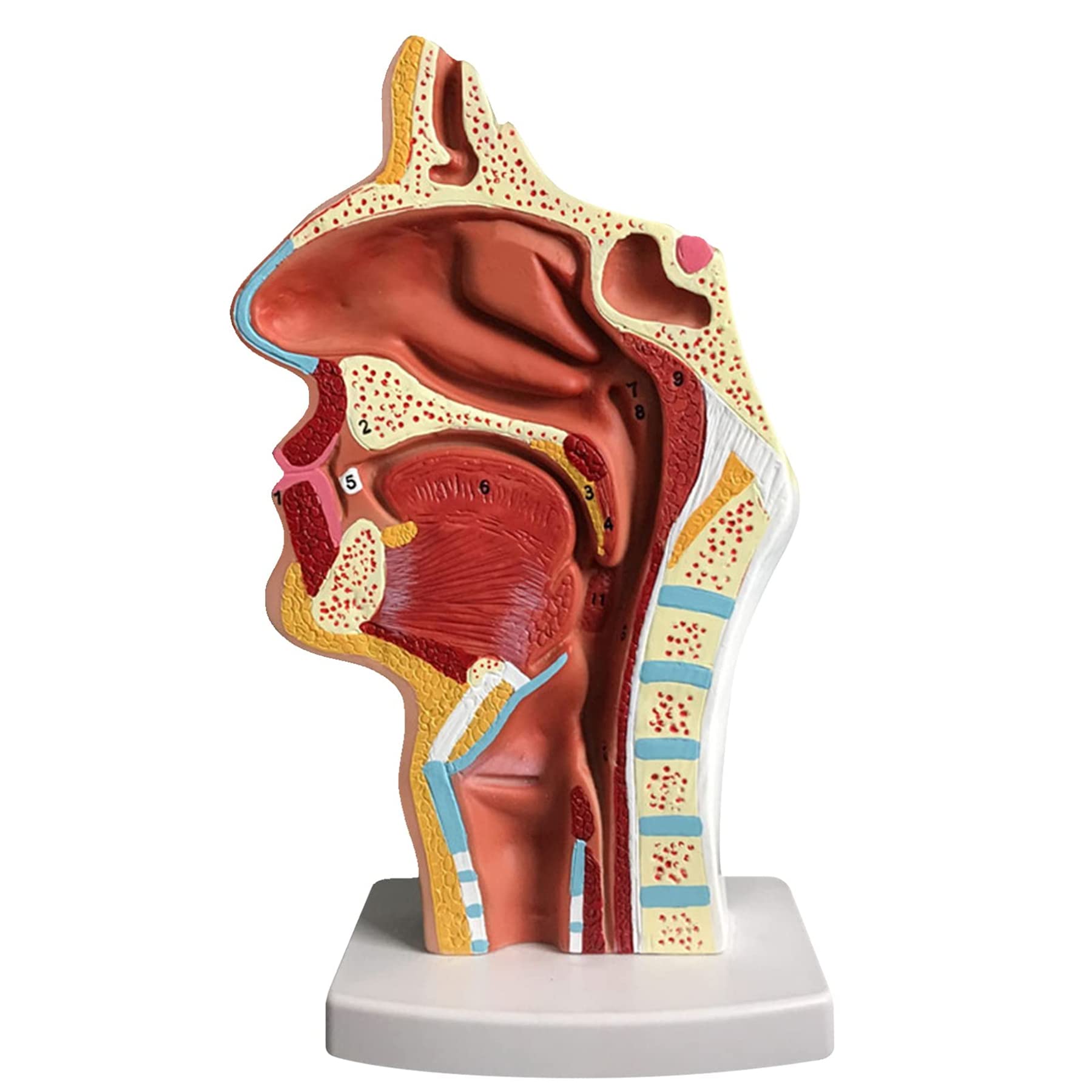 Amazon.co.jp: 人体の鼻腔の解剖学的モデル 中咽頭の構造ENTノーズ