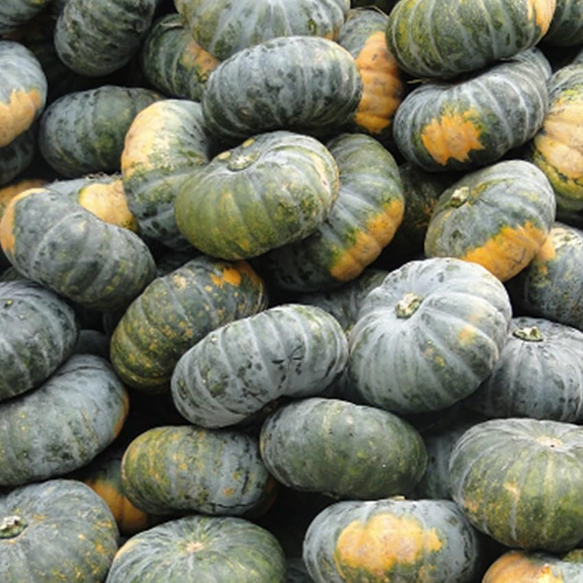 Willvine Big Size PUMPKIN-LTK-2V-image-41